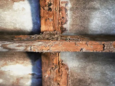 Timber & Wet Rot Treatment