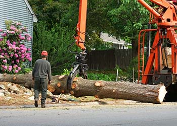 Tree & Branch Removal