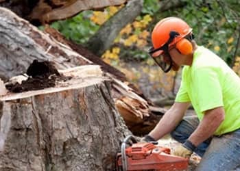 Tree & Hedge Removal