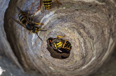 Wasp & Hornet Nest Removal