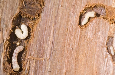 Woodworm Treatment